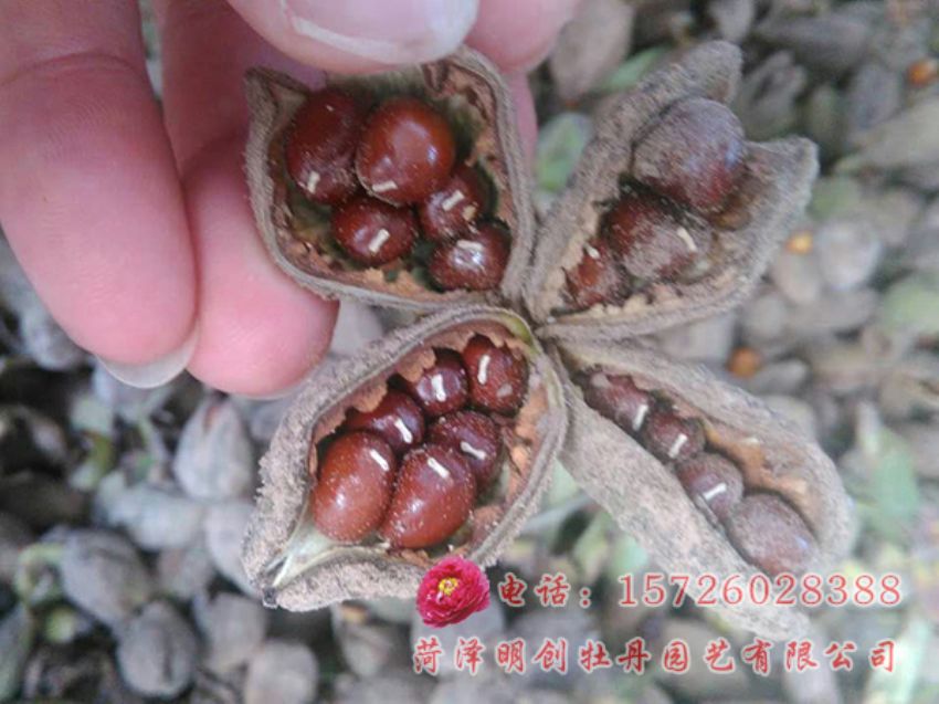 点击查看详细信息<br>标题：芍药种子 阅读次数：2165