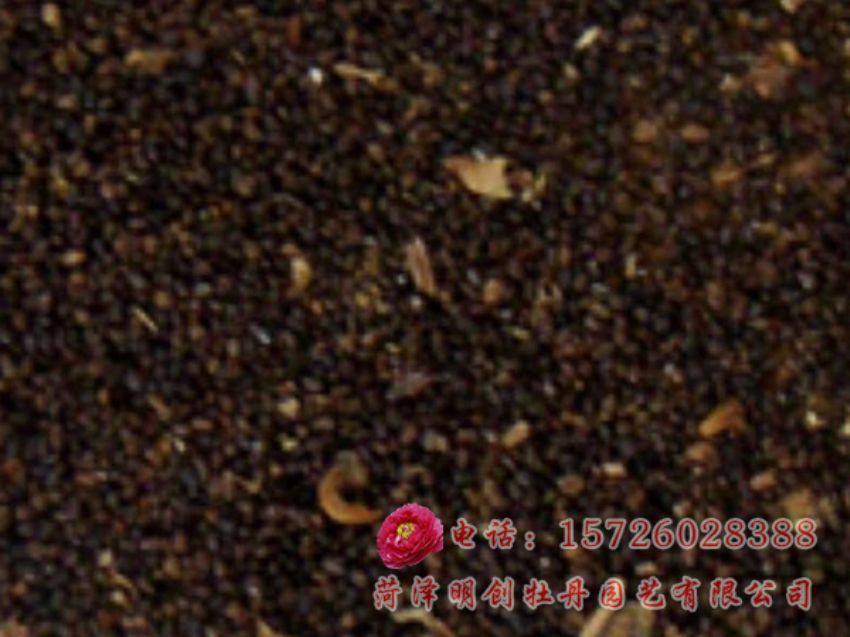 点击查看详细信息<br>标题：赤芍种子 阅读次数：1792
