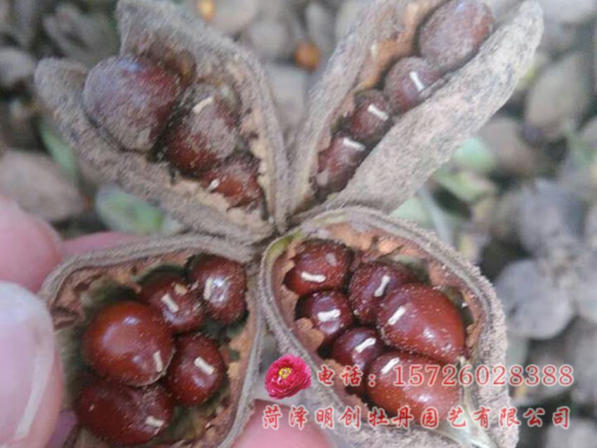 点击查看详细信息<br>标题：赤芍种子 阅读次数：2417