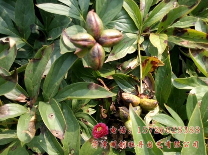 点击查看详细信息<br>标题：赤芍种子 阅读次数：1915
