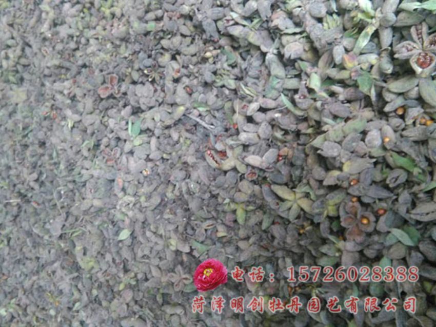 点击查看详细信息<br>标题：赤芍种子 阅读次数：2535