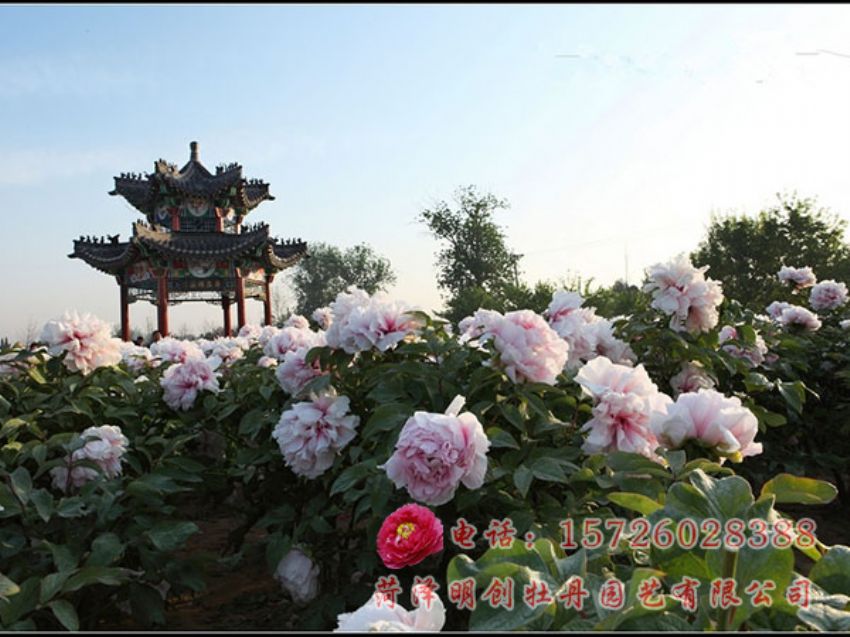点击查看详细信息<br>标题：牡丹园效果图 阅读次数：2037