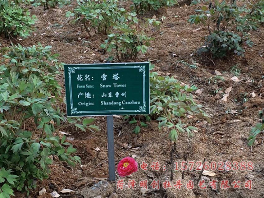 点击查看详细信息<br>标题：安徽芜湖牡丹园一角 阅读次数：3886