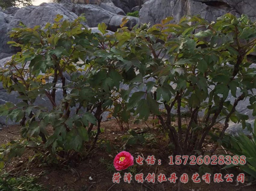 点击查看详细信息<br>标题：承建安徽芜湖丫山牡丹园 阅读次数：3482