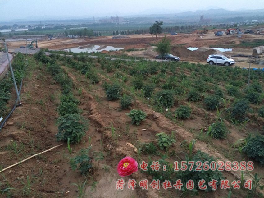 点击查看详细信息<br>标题：承建河北邯郸牡丹园 阅读次数：3703