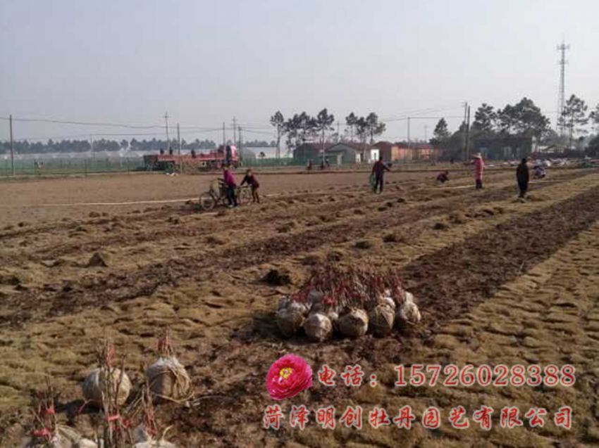 点击查看详细信息<br>标题：承建浙江金华牡丹园 阅读次数：3742