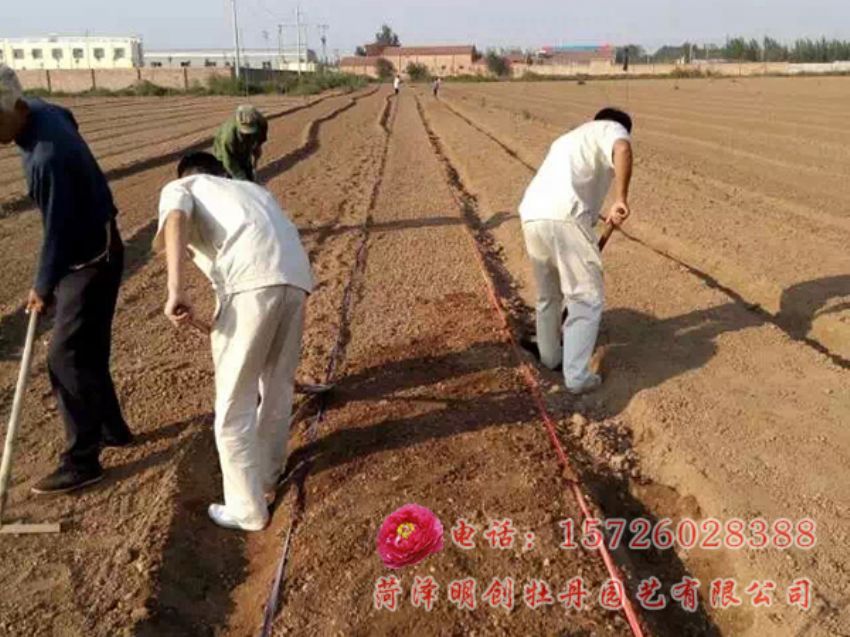 点击查看详细信息<br>标题：河北衡水油用牡丹育苗施工 阅读次数：3634