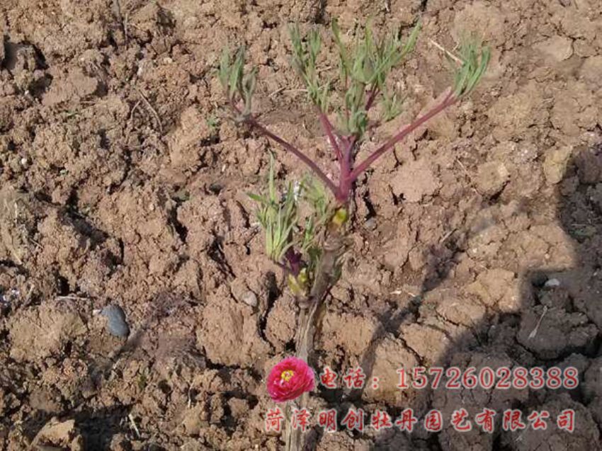 点击查看详细信息<br>标题：河南林州牡丹春天长势  阅读次数：3844