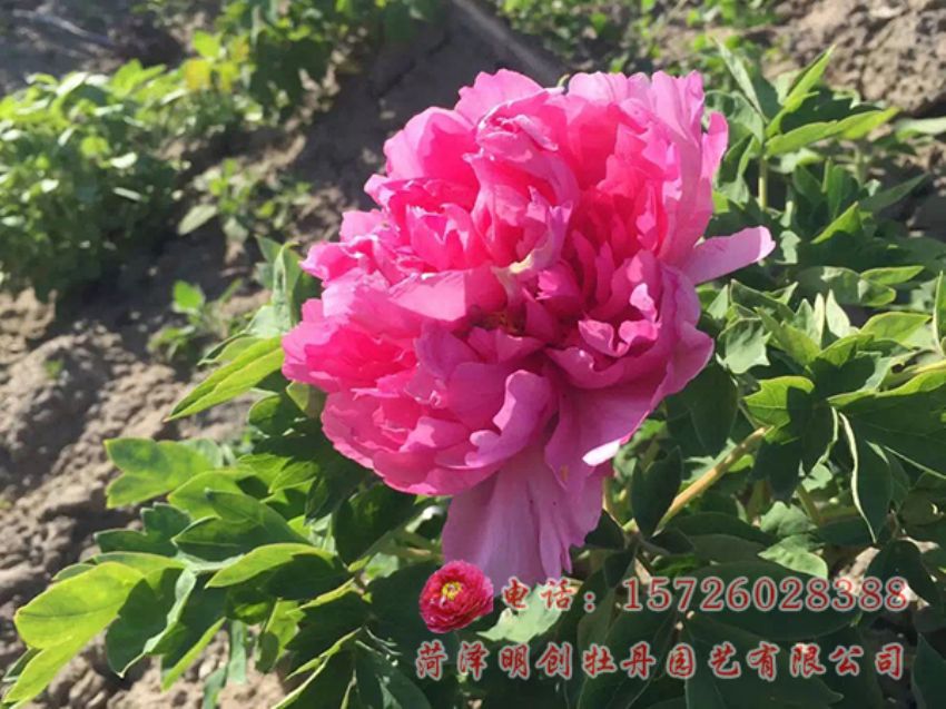 点击查看详细信息<br>标题：新疆石河子观赏牡丹生长状态  阅读次数：4392