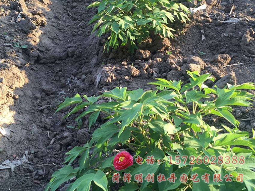 点击查看详细信息<br>标题：新疆石河子牡丹长势 阅读次数：3578