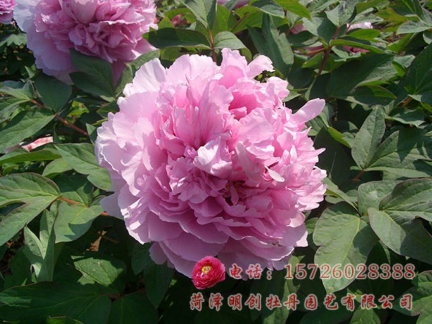 点击查看详细信息<br>标题：蓝芙蓉 阅读次数：3007