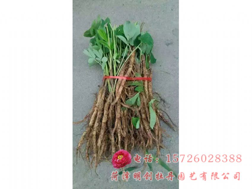点击查看详细信息<br>标题：油用牡丹2年苗 阅读次数：2202