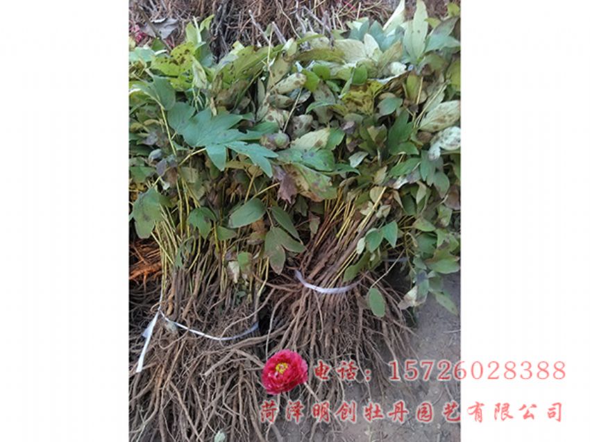 点击查看详细信息<br>标题：油用牡丹3年苗 阅读次数：2200