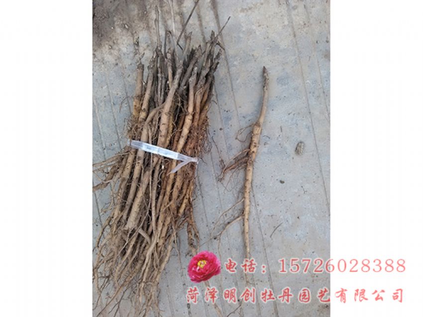 点击查看详细信息<br>标题：油用牡丹2年苗 阅读次数：2179