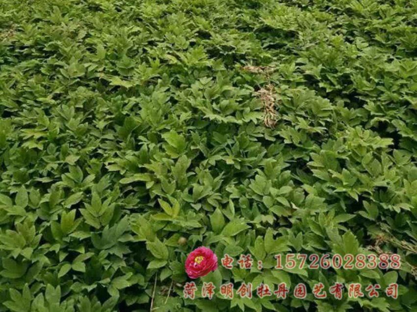 点击查看详细信息<br>标题：油用牡丹育苗 阅读次数：2149