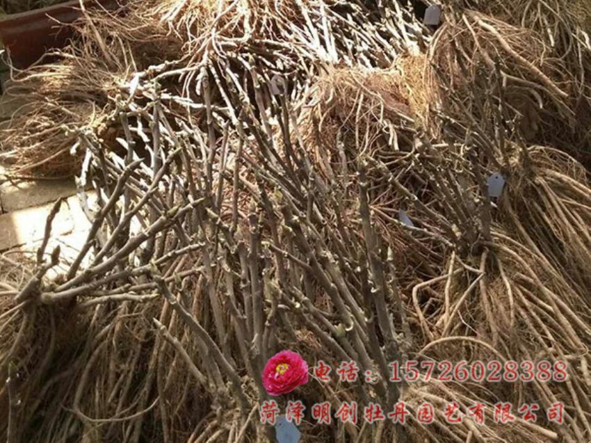 点击查看详细信息<br>标题：牡丹苗 阅读次数：2141