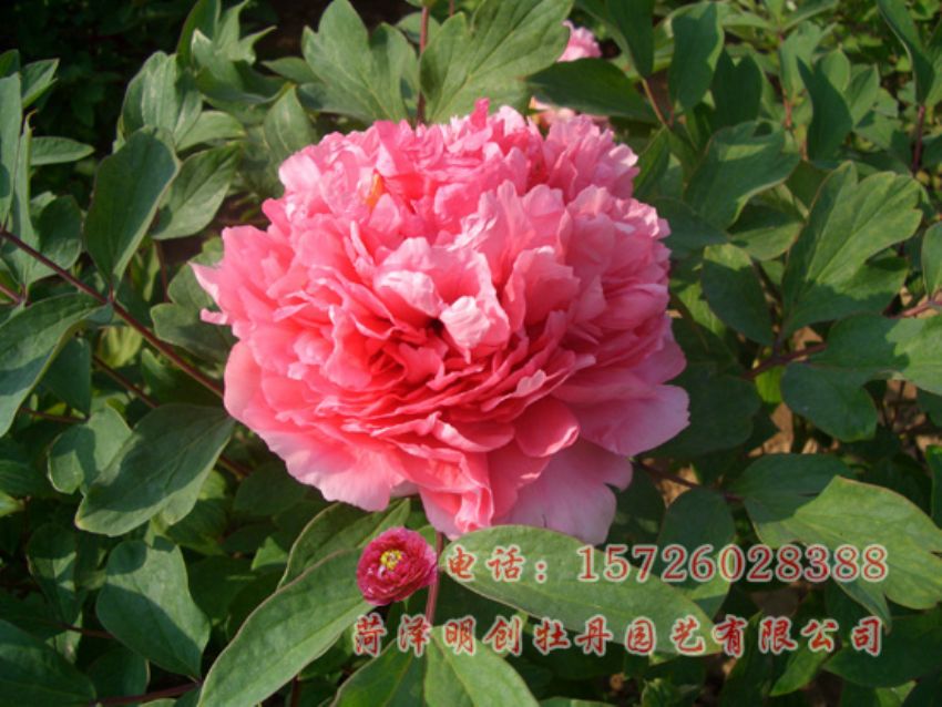 点击查看详细信息<br>标题：肉芙蓉 阅读次数：1926
