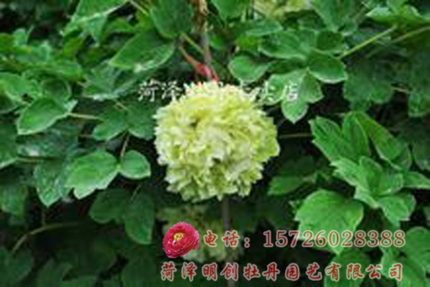点击查看详细信息<br>标题：豆绿 阅读次数：2525