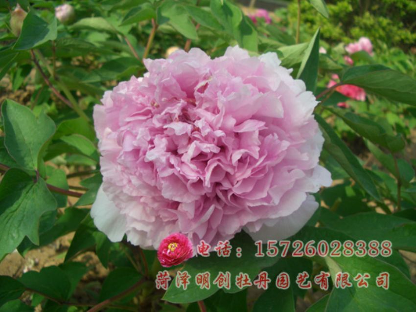 点击查看详细信息<br>标题：丁香紫 阅读次数：2148