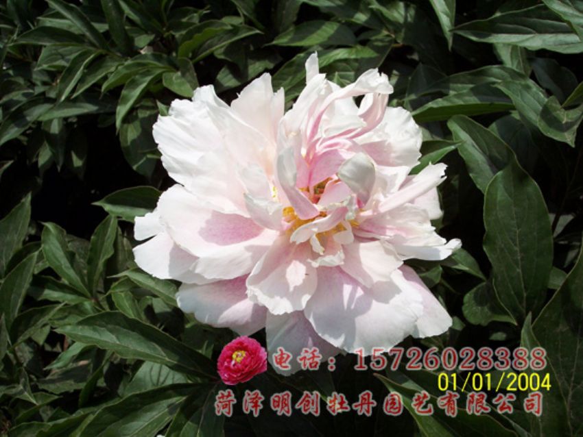 点击查看详细信息<br>标题：蝶落粉池 阅读次数：1736