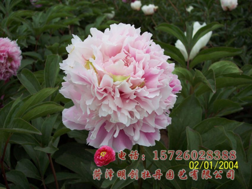 点击查看详细信息<br>标题：粉池滴翠 阅读次数：1856