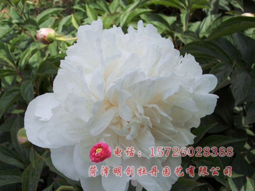 点击查看详细信息<br>标题：雪山紫玉 阅读次数：2724