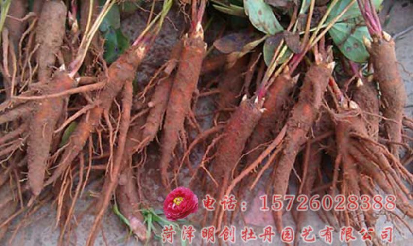 点击查看详细信息<br>标题：赤芍 阅读次数：2259