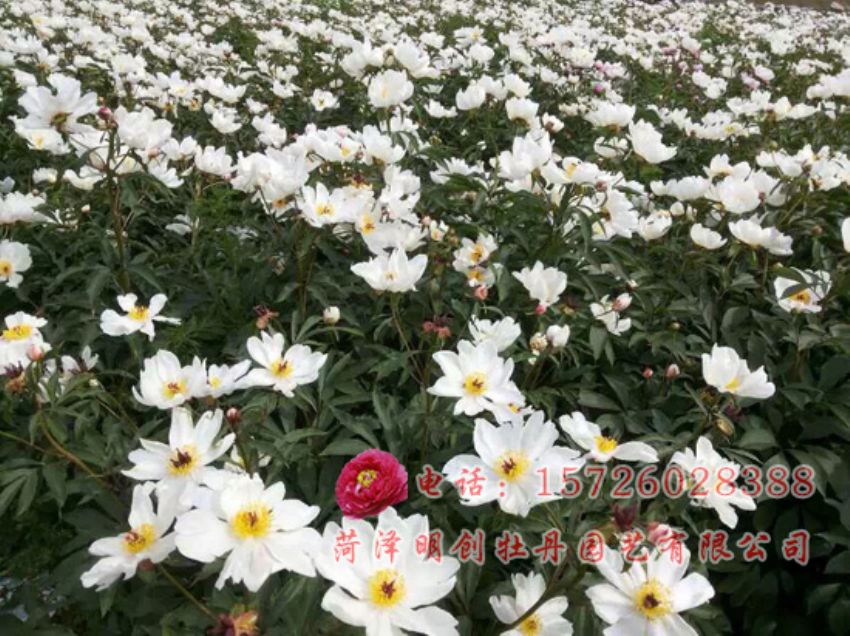 点击查看详细信息<br>标题：赤芍 阅读次数：2199