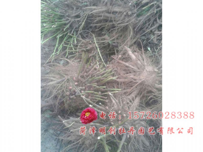 点击查看详细信息<br>标题：赤芍 阅读次数：2233
