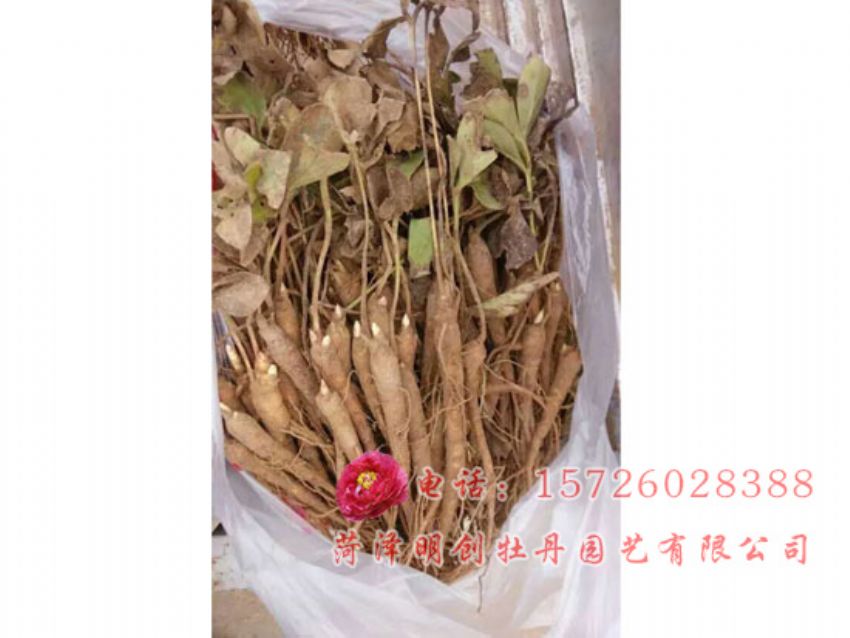 点击查看详细信息<br>标题：赤芍 阅读次数：2372