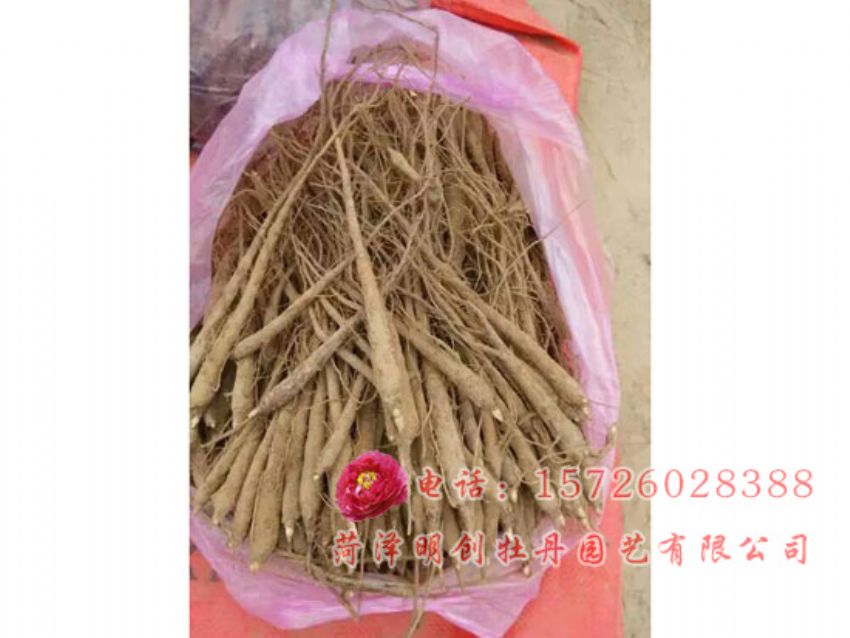 点击查看详细信息<br>标题：赤芍 阅读次数：2216