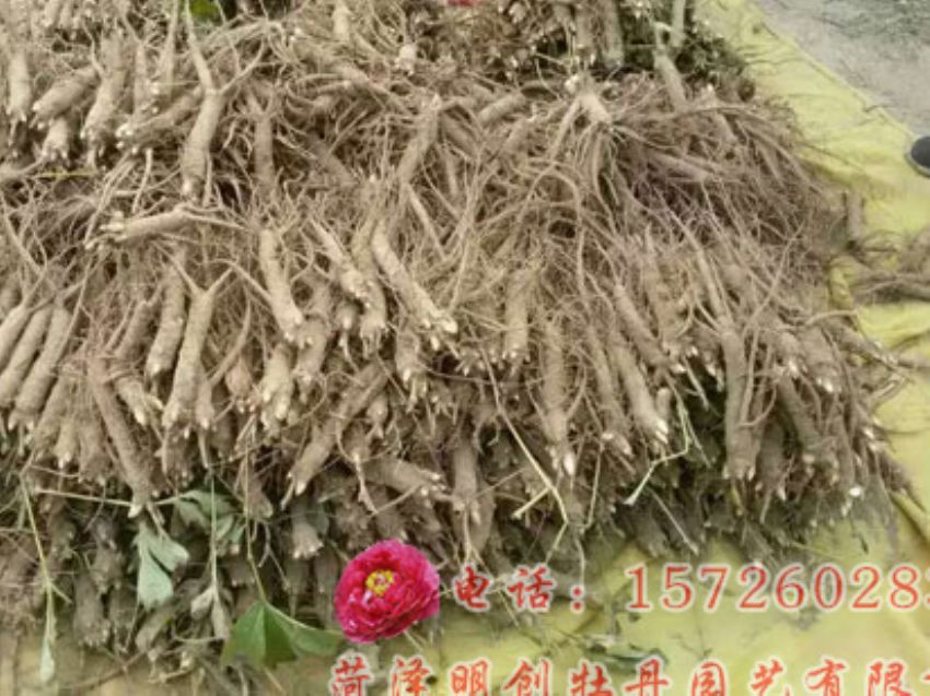 点击查看详细信息<br>标题：赤芍 阅读次数：1436