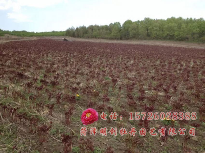 点击查看详细信息<br>标题：白芍 阅读次数：1448