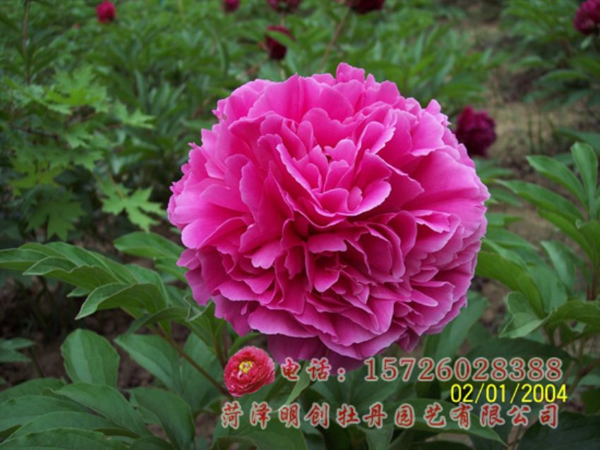 点击查看详细信息<br>标题：红茶花 阅读次数：1898