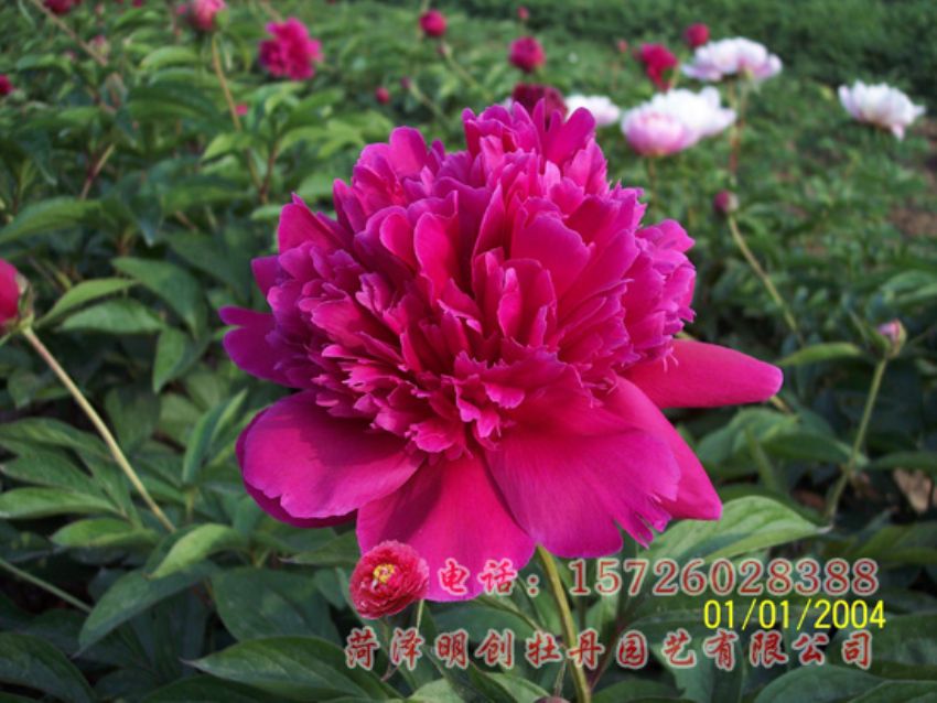 点击查看详细信息<br>标题：红菊花 阅读次数：1797