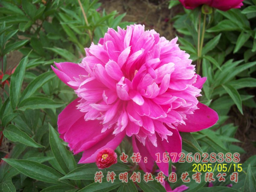 点击查看详细信息<br>标题：红莲菊 阅读次数：1848