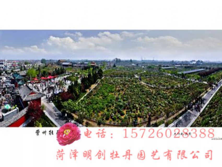 点击查看详细信息<br>标题：牡丹园效果图 阅读次数：2237