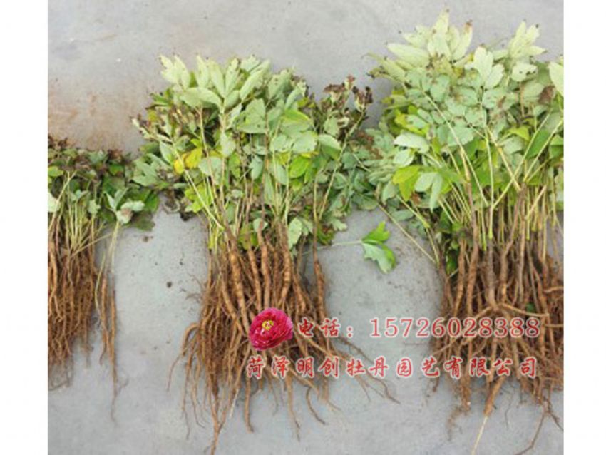 点击查看详细信息<br>标题：油用牡丹1-3年苗对比照 阅读次数：2166