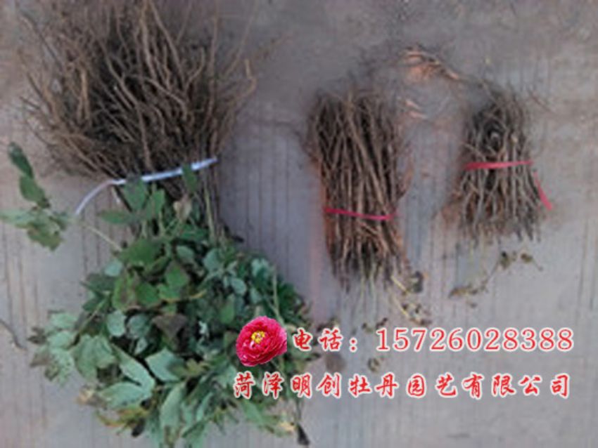 点击查看详细信息<br>标题：油用牡丹1-3年苗对比 阅读次数：2695