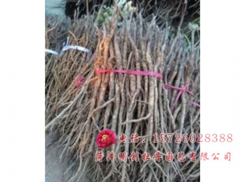 点击查看详细信息<br>标题：油用牡丹2年苗 阅读次数：2126