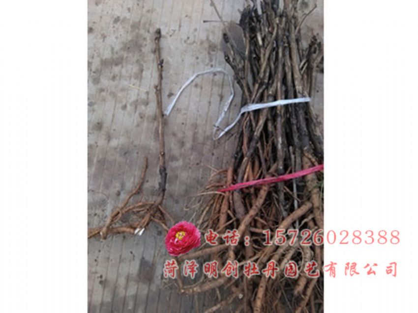 点击查看详细信息<br>标题：油用牡丹3年苗 阅读次数：2139