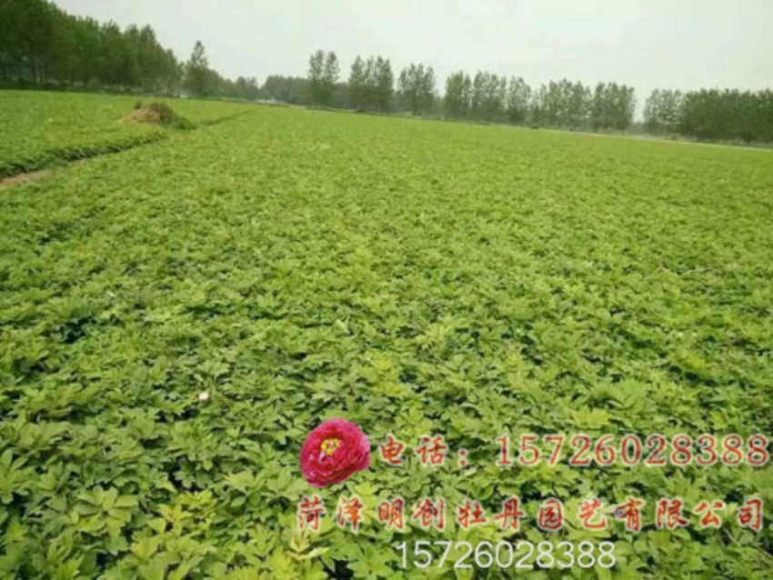 点击查看详细信息<br>标题：油用牡丹苗床育苗基地 阅读次数：2225
