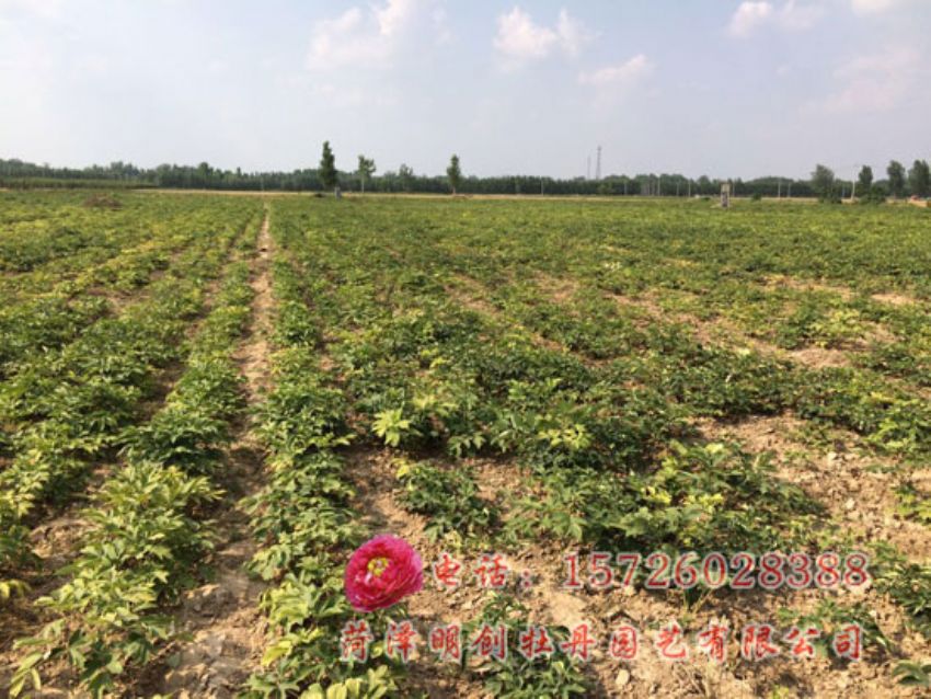 点击查看详细信息<br>标题：牡丹基地 阅读次数：1683