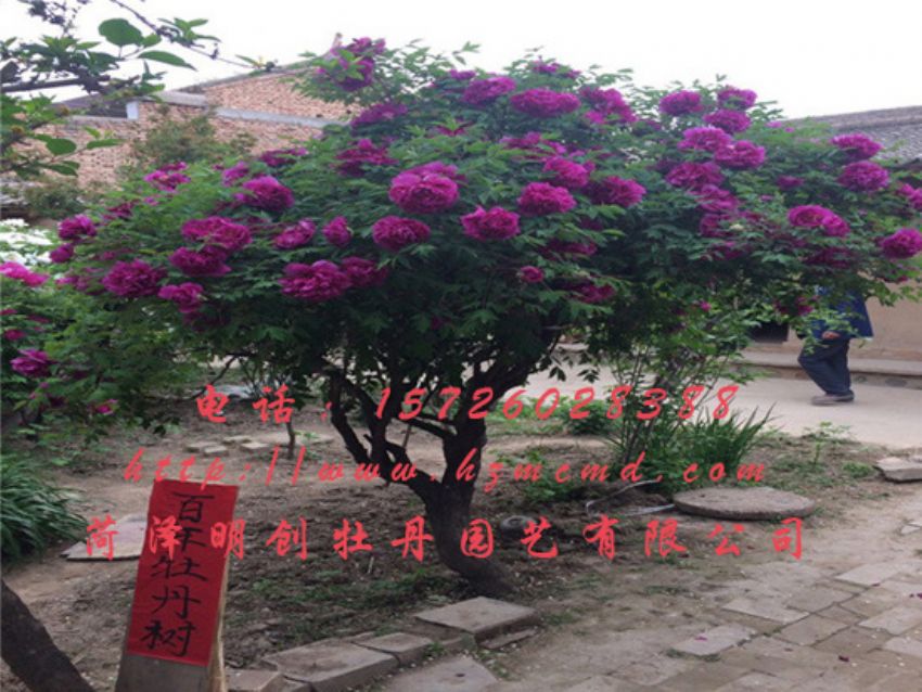 点击查看详细信息<br>标题：牡丹树 阅读次数：2332