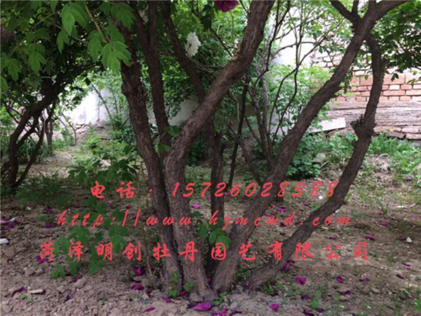 点击查看详细信息<br>标题：牡丹树 阅读次数：1626