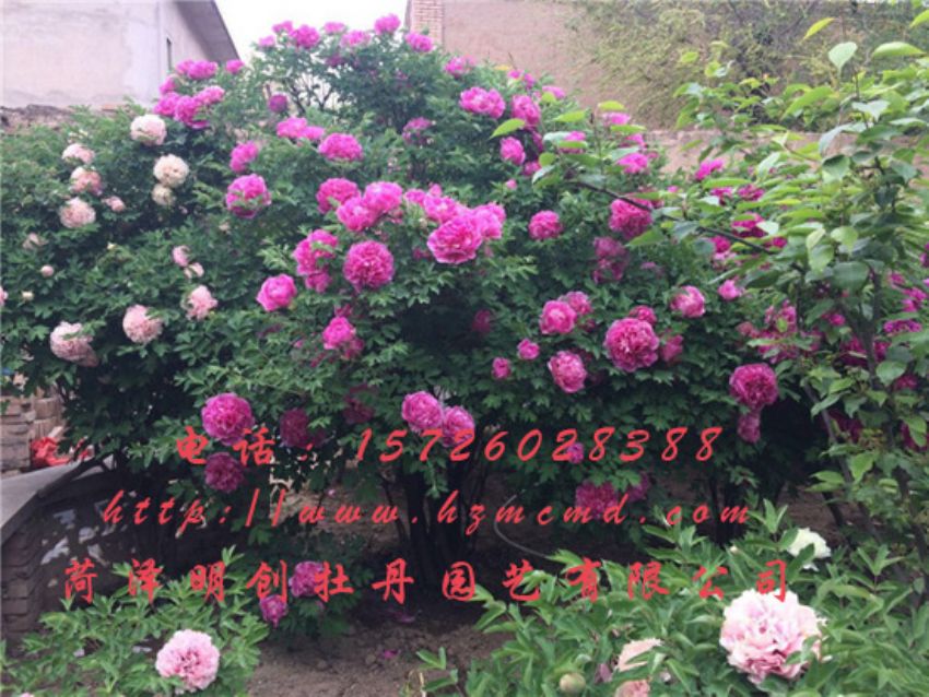 点击查看详细信息<br>标题：牡丹树 阅读次数：1550