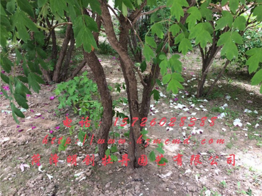 点击查看详细信息<br>标题：牡丹树 阅读次数：1612