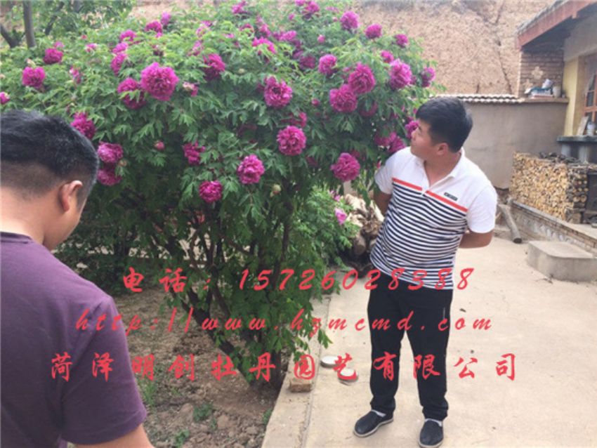 点击查看详细信息<br>标题：牡丹树 阅读次数：1514