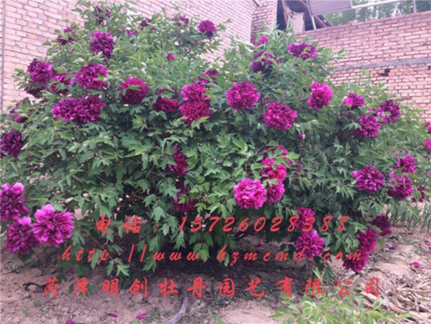 点击查看详细信息<br>标题：牡丹树 阅读次数：1539