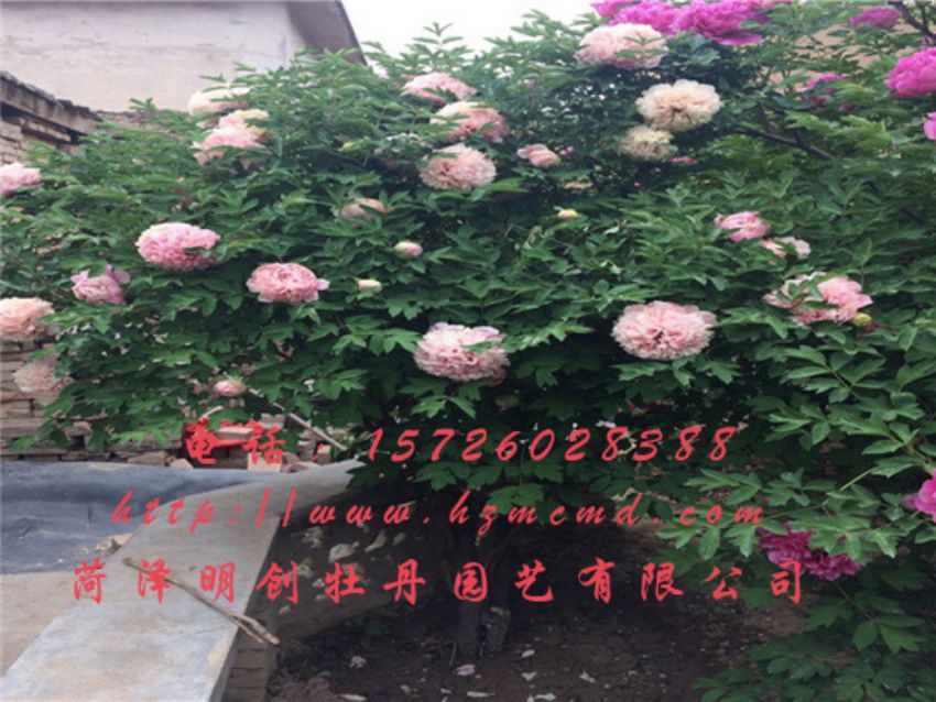 点击查看详细信息<br>标题：牡丹树 阅读次数：1471